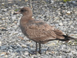 Heermann's Gull (first  year)